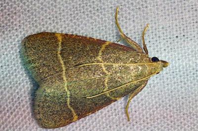 Hypsopygia glaucinalis