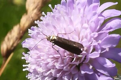 <i>Nemophora metallica</i>