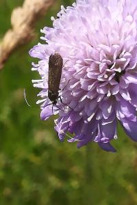 <i>Nemophora metallica</i>