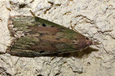 <i>Aphomia sociella</i>