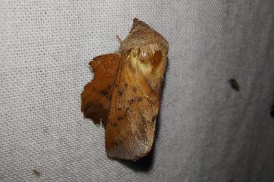 Petite Feuille-Morte 
