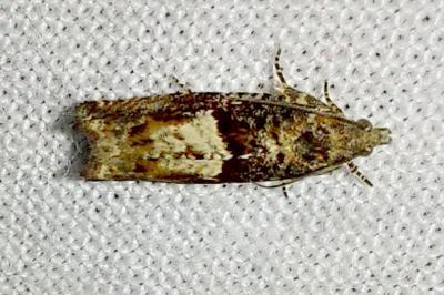 <i>Pammene albuginana</i>