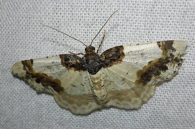 Phalène du Fusain 