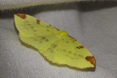 Opisthograptis luteolata