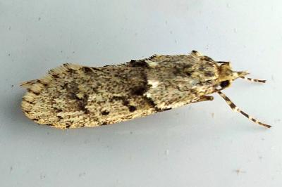 <i>Diurnea fagella</i>