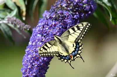 Machaon 