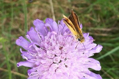 <i>Thymelicus</i>