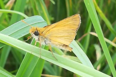 <i>Thymelicus</i>