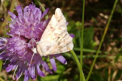 Noctuelle jaunâtre 