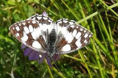 Demi-Deuil 