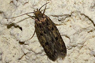 <i>Hofmannophila pseudospretella</i>