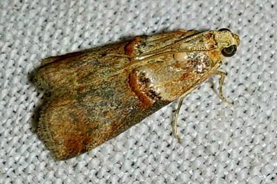 <i>Acrobasis tumidana</i>