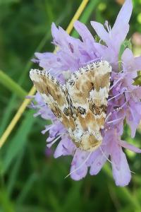 Noctuelle jaunâtre 