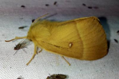 Bombyx du Chêne 