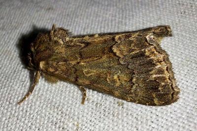 Noctuelle cythérée 