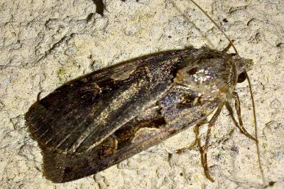 Xestia c-nigrum