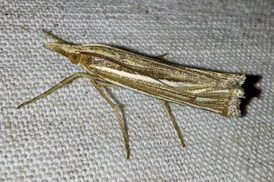 <i>Ancylolomia tentaculella</i>