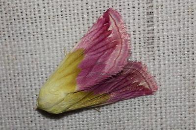 Noctuelle purpurine 