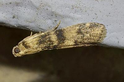 <i>Euzophera pinguis</i>