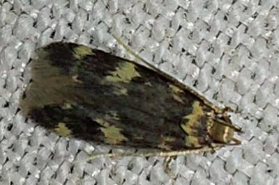 <i>Oegoconia</i>