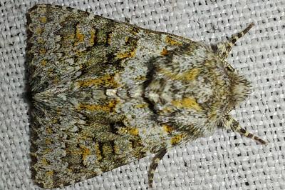 Noctuelle dysodée 