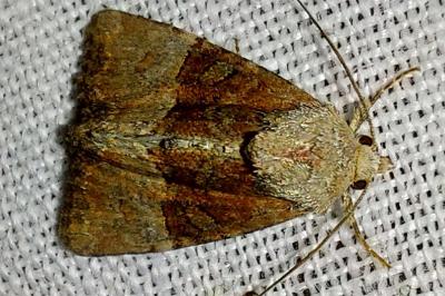 Noctuelle furoncule 