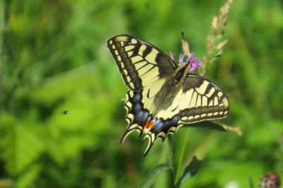 Machaon 