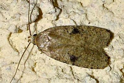 <i>Agonopterix propinquella</i>
