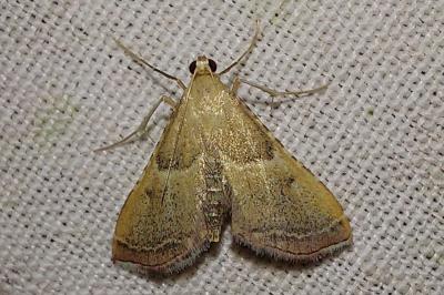 <i>Endotricha flammealis</i>