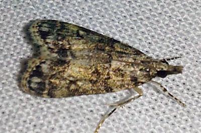 <i>Eudonia mercurella</i>