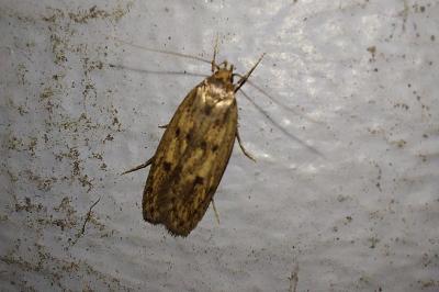<i>Hofmannophila pseudospretella</i>