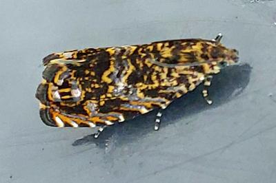 <i>Enarmonia formosana</i>