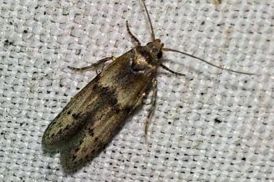 <i>Blastobasis phycidella</i>