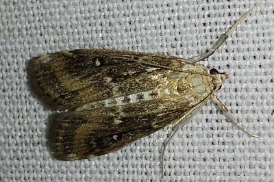 <i>Parapoynx stratiotata</i>