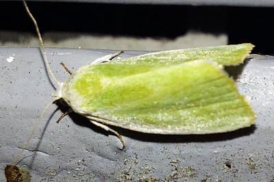 Halias du Saule 