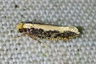 <i>Monopis crocicapitella</i>
