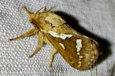 Louvette 
