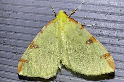Citronnelle rouillée 