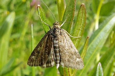 <i>Pyrausta despicata</i>