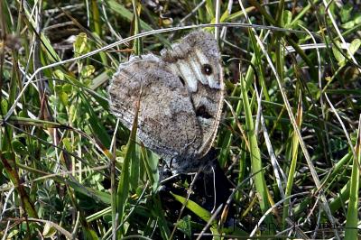 Hermite 