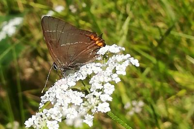 <i>Satyrium</i>