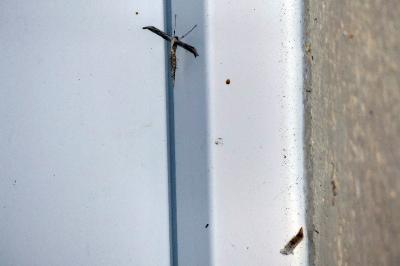 <i>Emmelina monodactyla</i>
