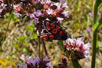 Zygène du Sainfoin 