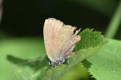 Thécla de l'Yeuse 
