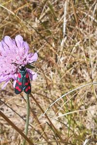 <i>Zygaena</i>