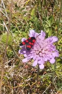<i>Zygaena</i>