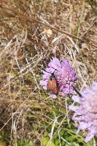 <i>Zygaena</i>