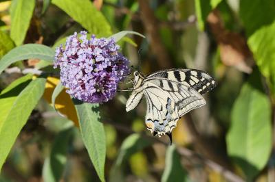 Machaon 