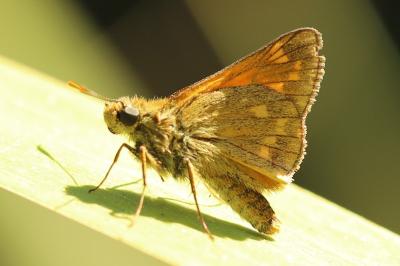 Sylvaine 