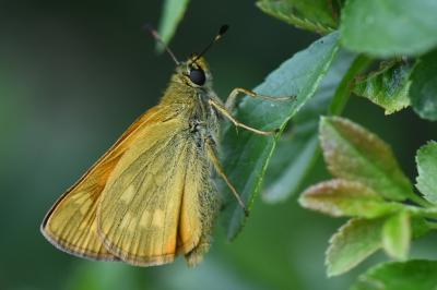 Sylvaine 